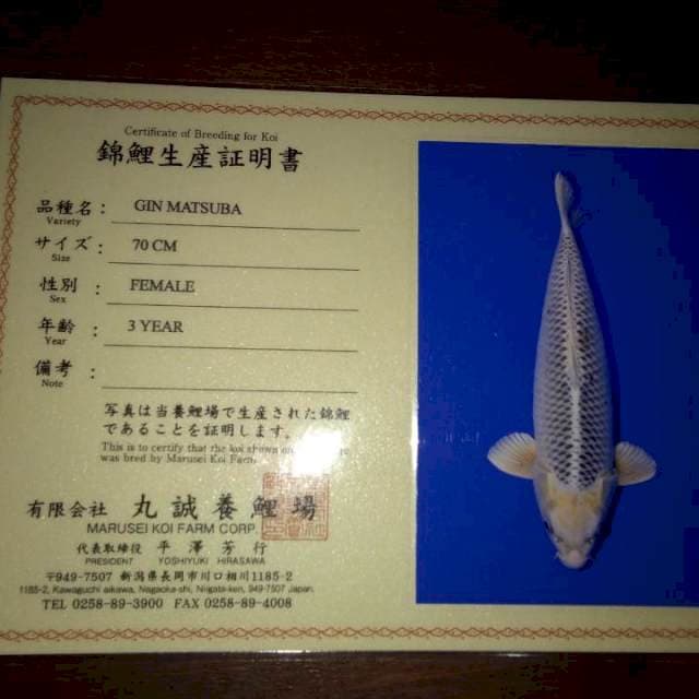 Gin Matsuba 70cm Female (Marusei). Import dan Sertifikat