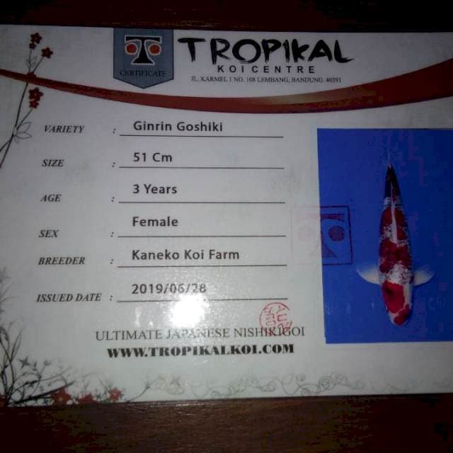 Ginrin Goshiki 51cm Female (Kaneko). Import dan Sertifikat