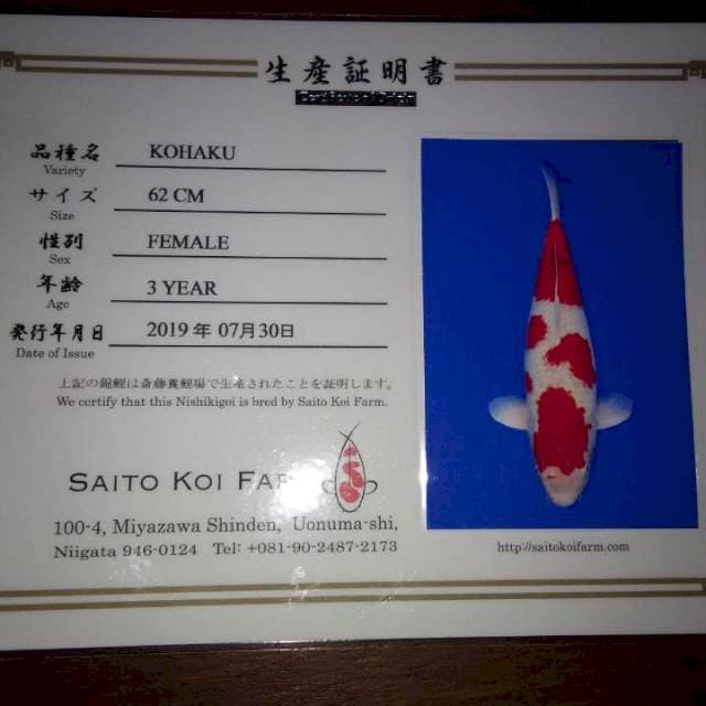 Kohaku 62cm Female (Saito). Import dan Sertifikat