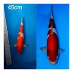 Kohaku macho merah pekat halus