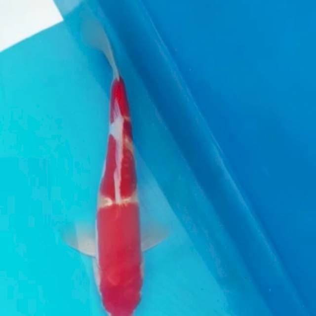 kohaku doit merah strong (kating)
