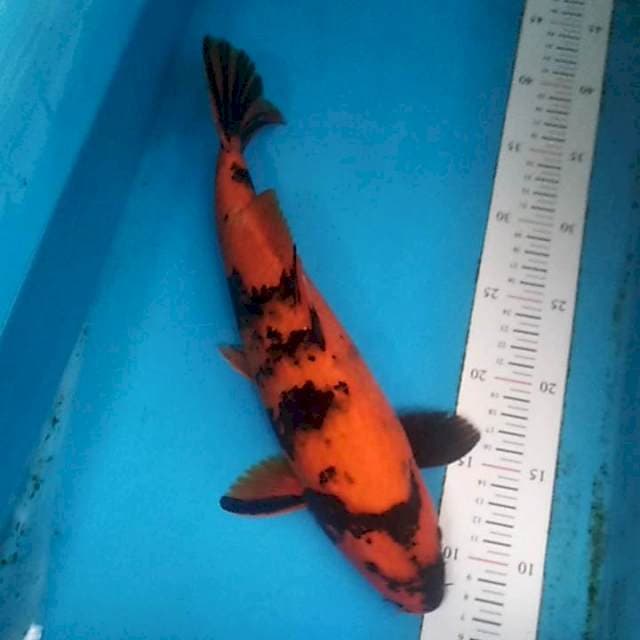Hi Utsuri Punuk