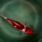 koi