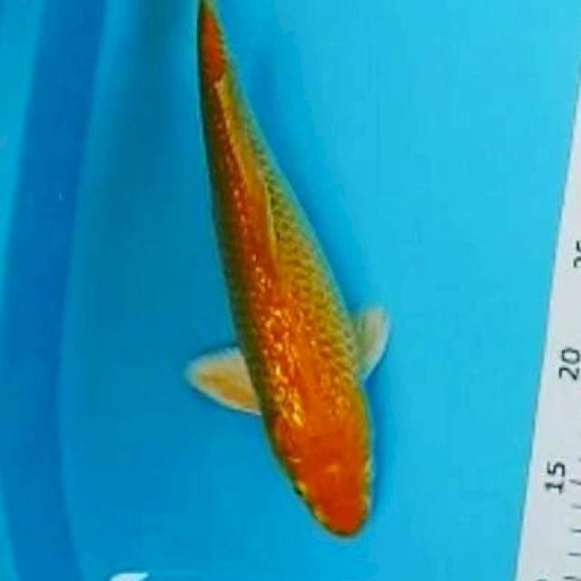 Gindrin karashi 29cm