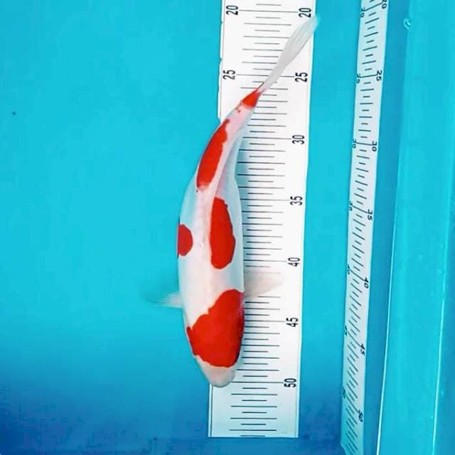 B. 32cm Doitsu Kohaku