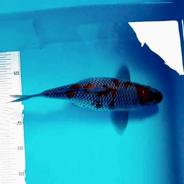 3. 30cm Ochiba Hamil Muda