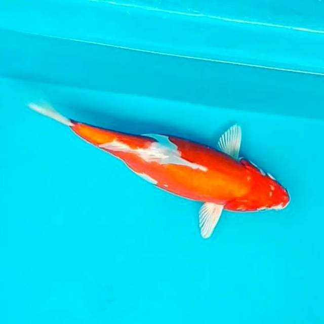 5. 27cm Kohaku Hikari