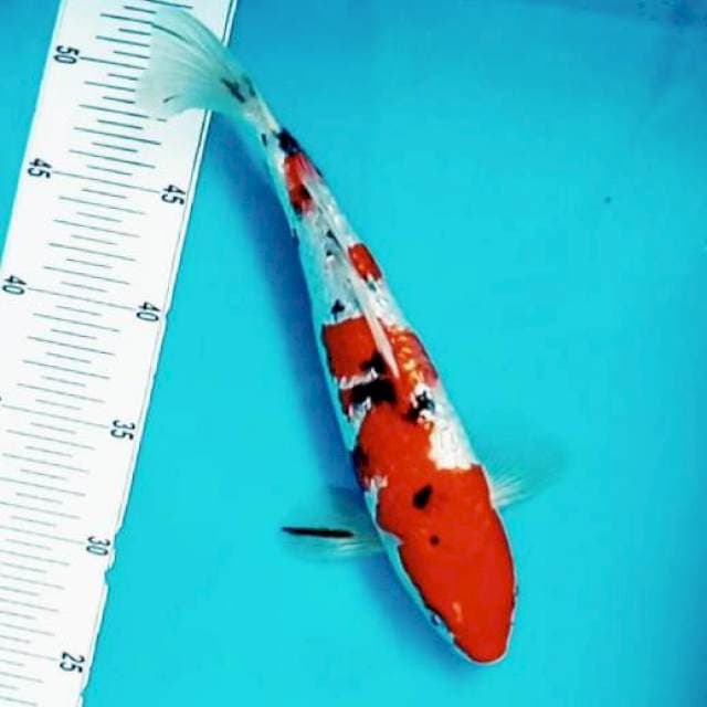 C. 30cm Kinginrin Sanke