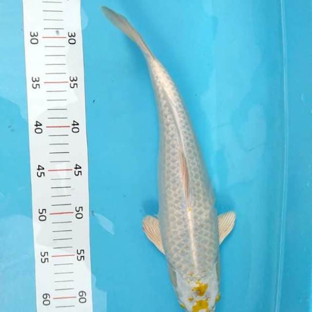 Kanoko hariwake 37cm