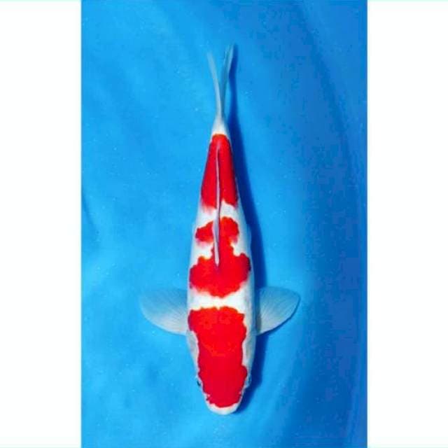Kohaku strong