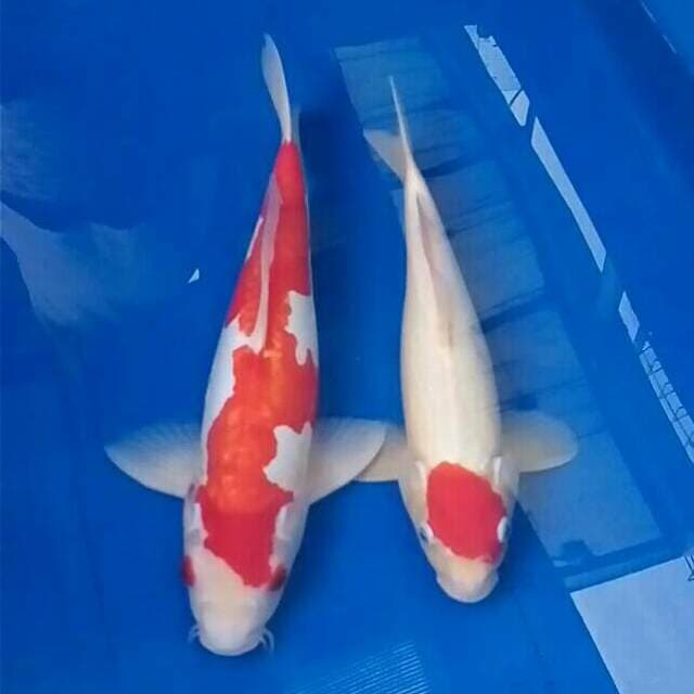 Inazuma kohaku doitsu (38 cm) & tancho (35 cm)
