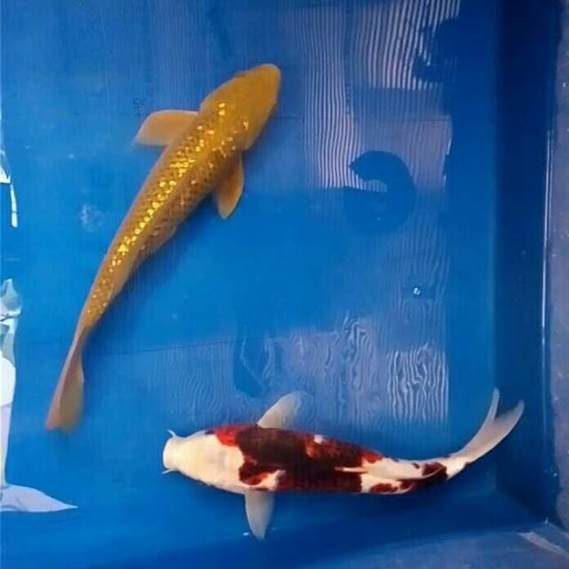 Budo goromo (37 cm) & good chagoi ginrin (35 cm)