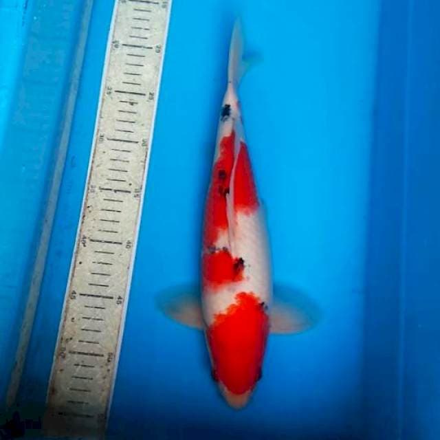 Sanke 35cm 