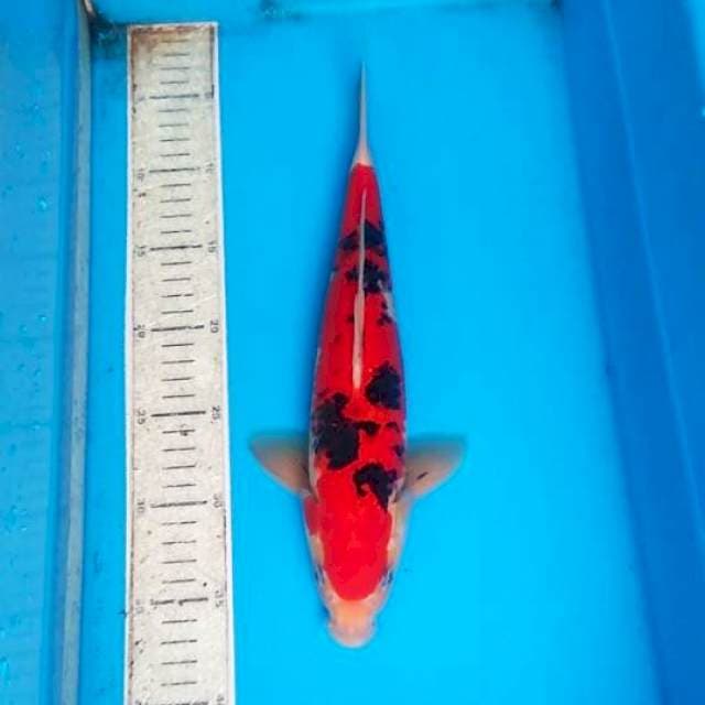 Sanke 33cm