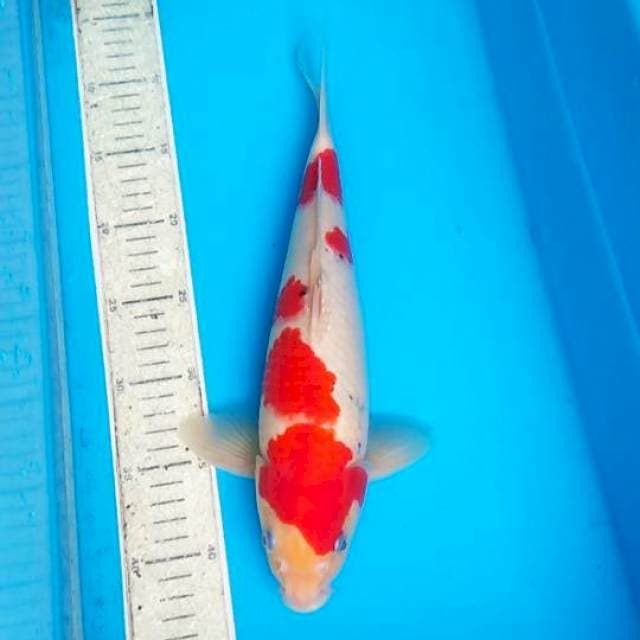 Sanke 34cm