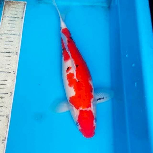 Sanke 33cm