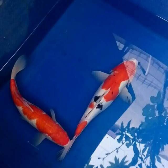 Sanke doitsu (37 cm) & Inazuma kohaku (35 cm)