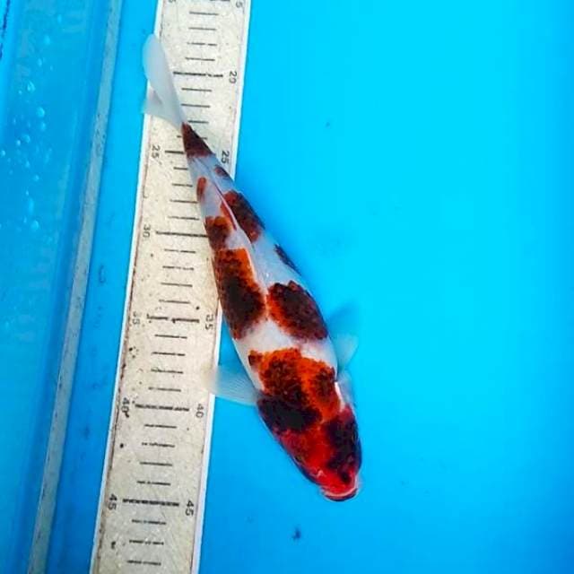 Goromo 27cm