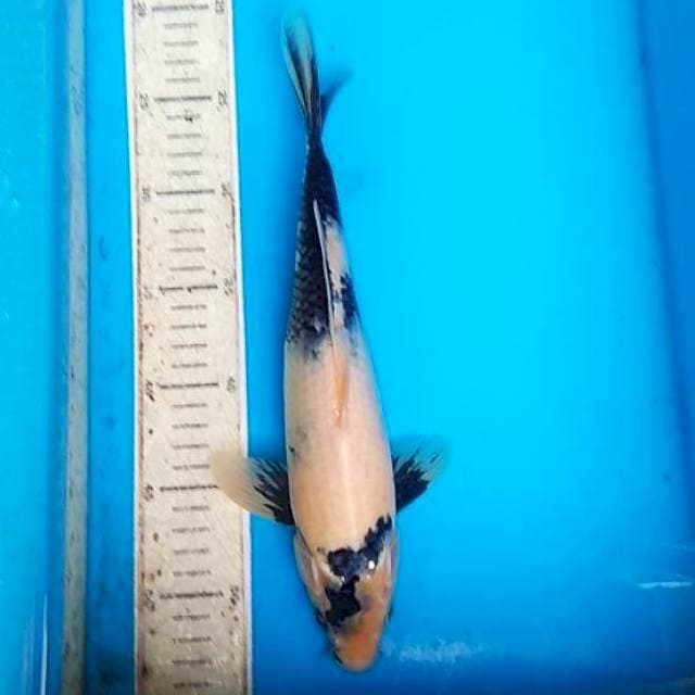 Shiro 31cm