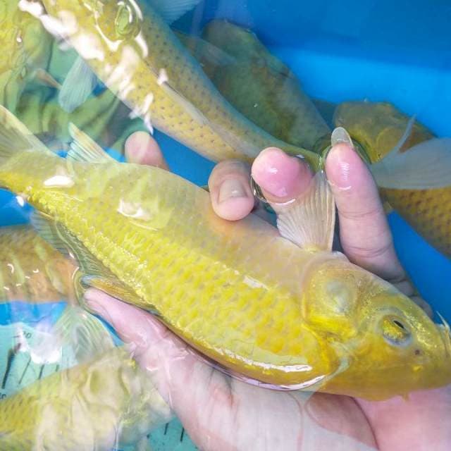CHAGOI MIDORI 25CM