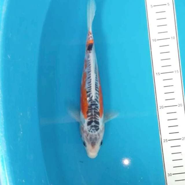 Shusui
