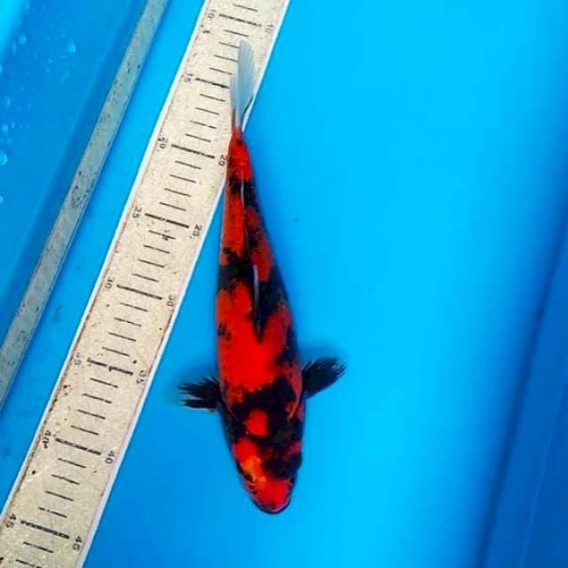 Hi Showa 27cm