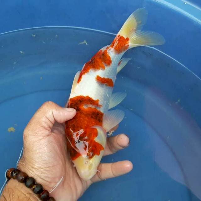 GOROMO 25cm