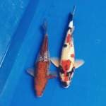 Red Kindai Showa (34 cm) & Hulk Ochiba Ginrin (30 cm)