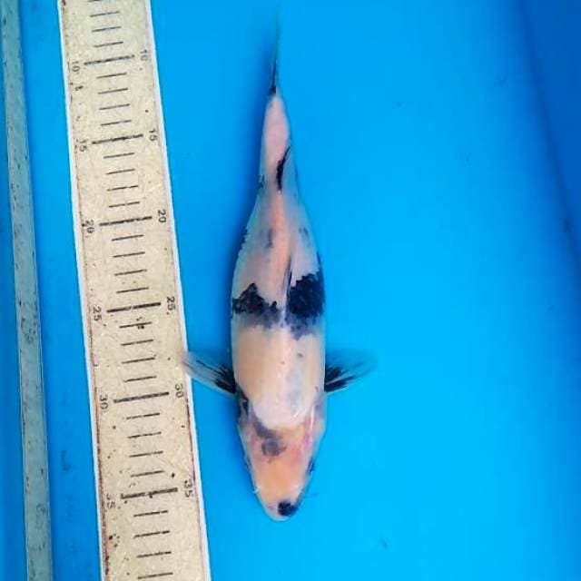 Shiro 27cm