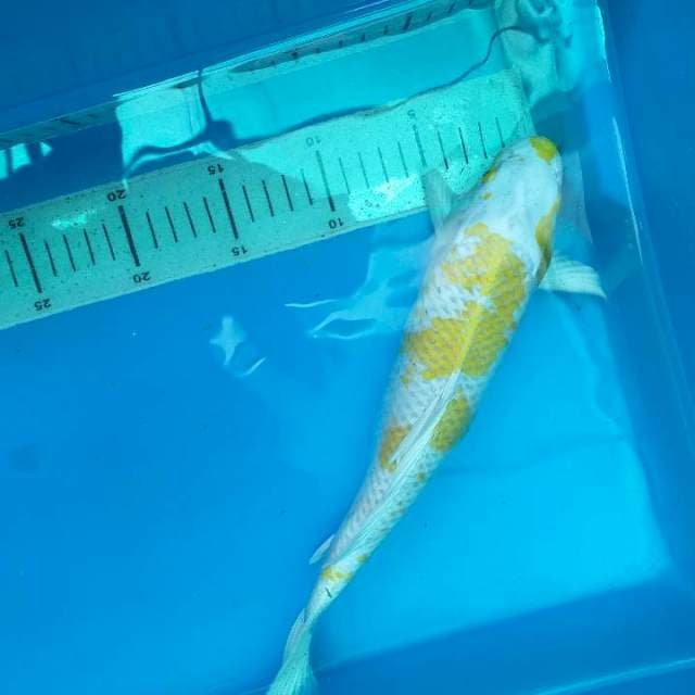 HARIWAKE 30cm