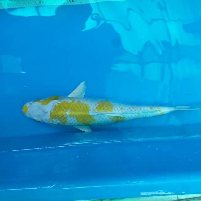 HARIWAKE 30cm