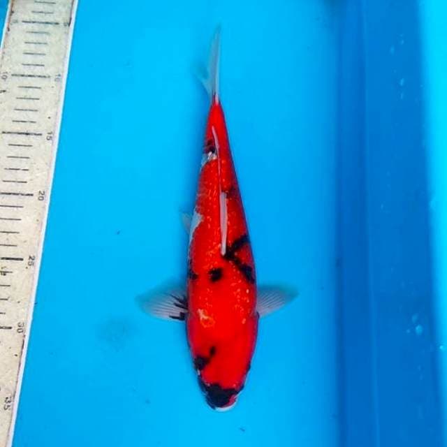 Hi Shoea ginrin 27 cm