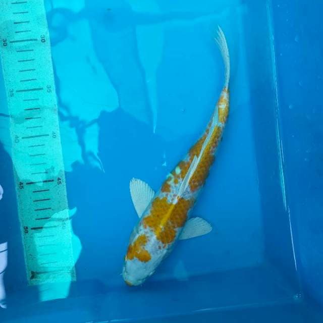 HARIWAKE 29cm
