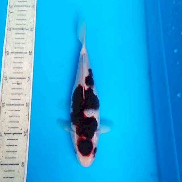 Budho Goromo 25cm