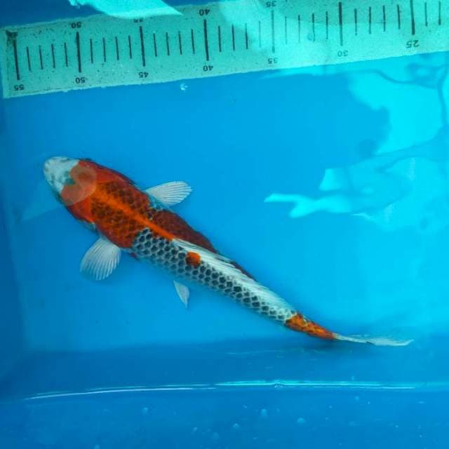 KUJAKU 30cm