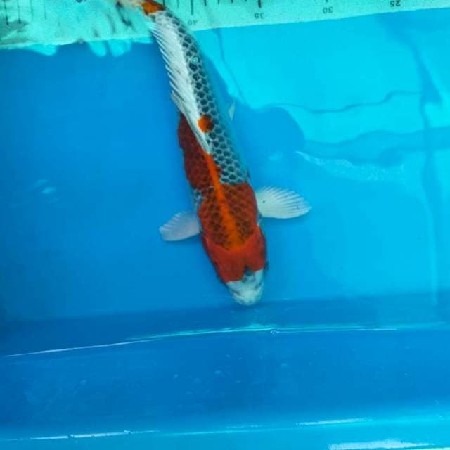 KUJAKU 30cm