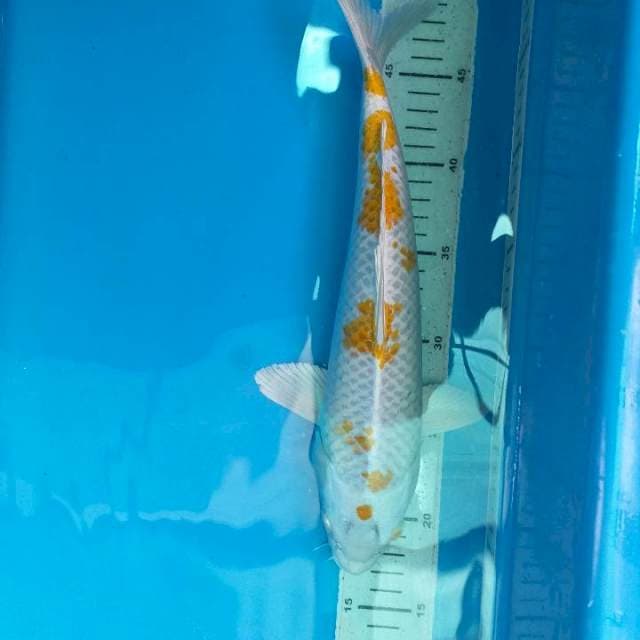HARIWAKE 33cm