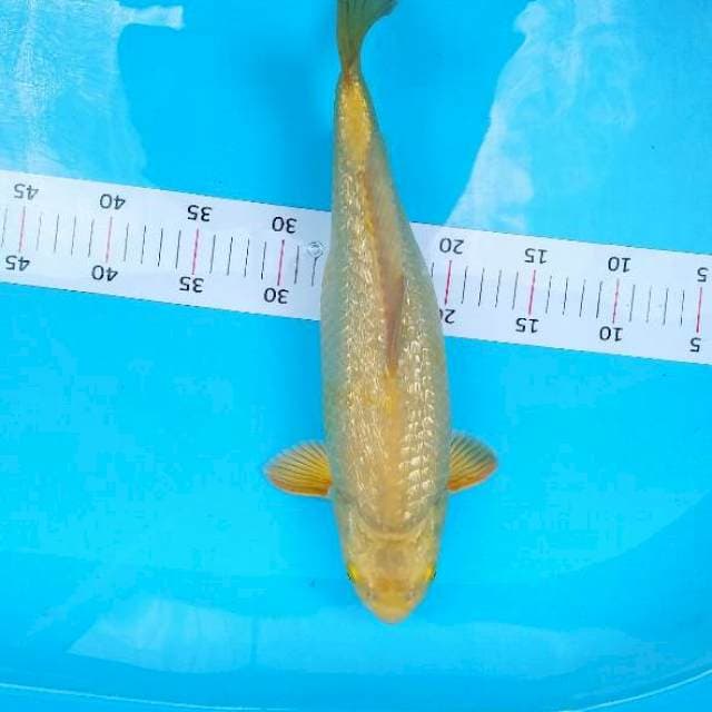 Karashi body hot 37 cm