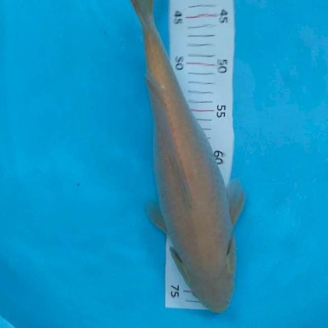 Karashi 37cm
