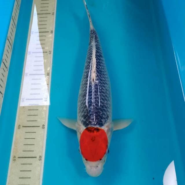 Tancho Goshiki Jantan 33 cm
