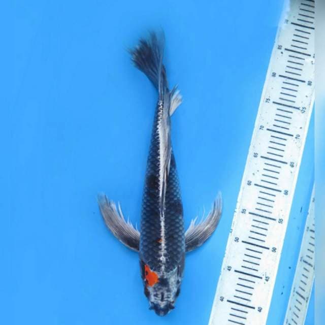 Jumbo Kumpay Beni Ginga ,54cm