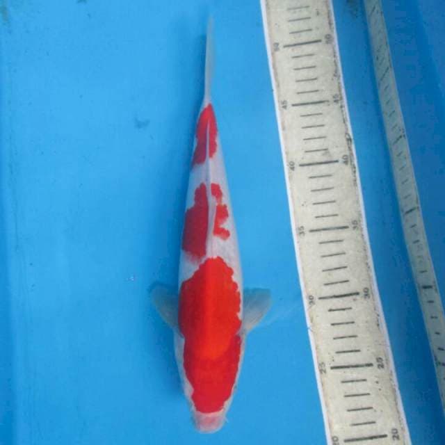 Kohaku27cm