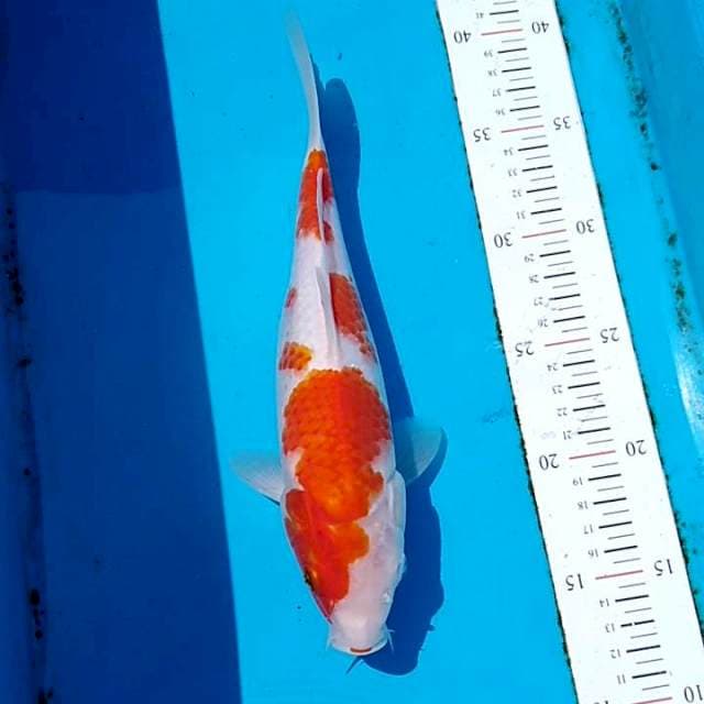 Kohaku 