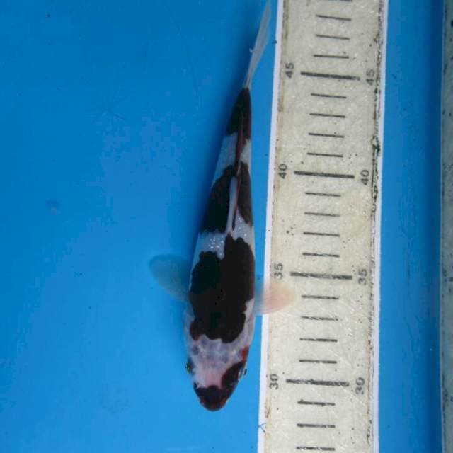 Sumi goromo