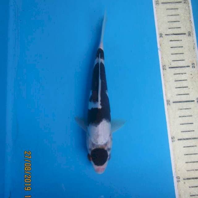 Maruten goromo20bu