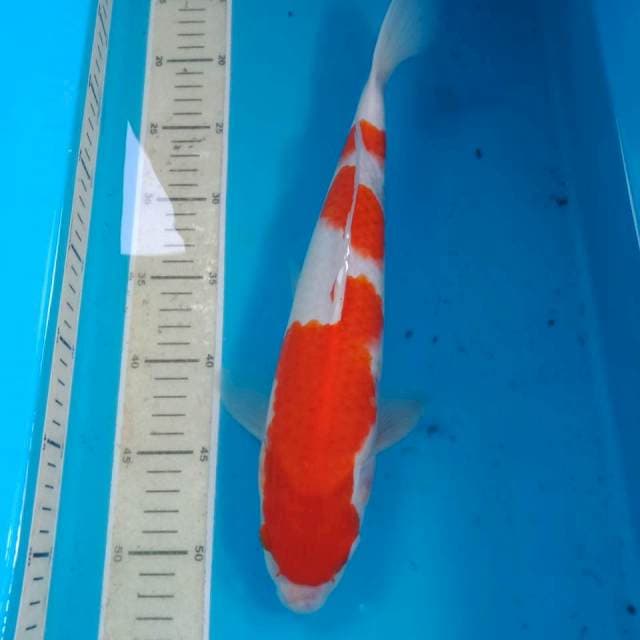 Kohaku 36 cm