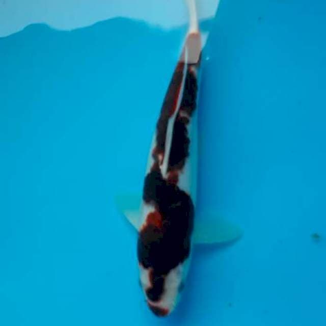 Goromo nazuma
