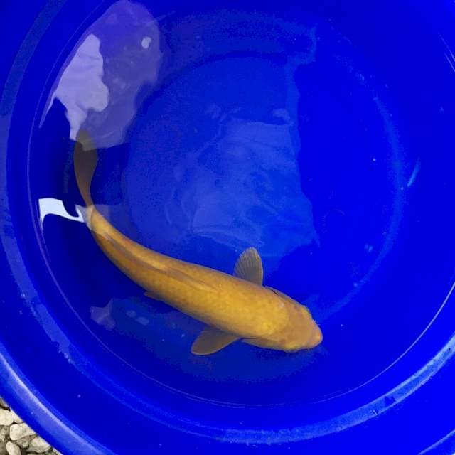 Karashi Mata Hitam 30cm