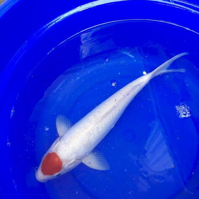 Tancho Kohaku sisik Shusui 30cm