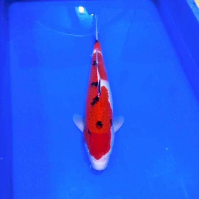 Sanke super red halus 40bu